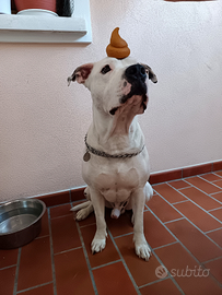 Cucciolone di Amstaff