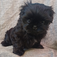 Cucciolo shih-tzu shitzu shihtzu con pedegree