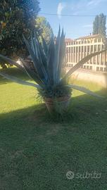 Grande pianta grassa