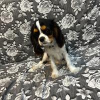 Cavalier king tricolore