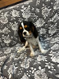 Cavalier king tricolore