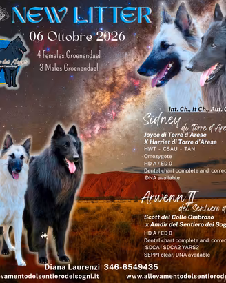 cuccioli pastori belga Groenendael 
