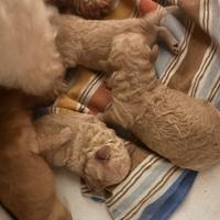 Cuccioli di Barboncino