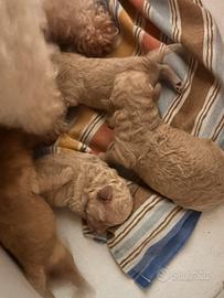 Cuccioli di Barboncino