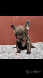 Bulldog francese blu and tan