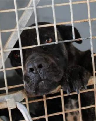 Zoe cane corso abbandonato in canile