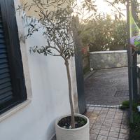 albero di ulivo