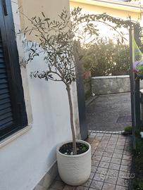 albero di ulivo