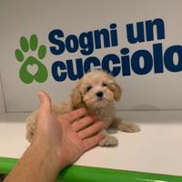 Maltipoo Albicocca mini toy Barboncino Maltese