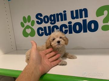 Maltipoo Albicocca mini toy Barboncino Maltese