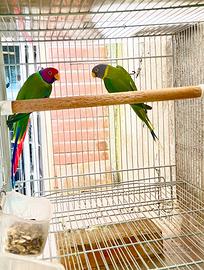 Pappagalli testa di prugna