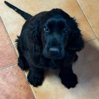 COCKER SPANIEL maschio nero