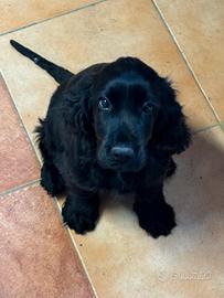 COCKER SPANIEL maschio nero