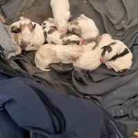 Cucciolioli di segugio a pelo lungo