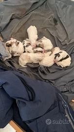 Cucciolioli di segugio a pelo lungo