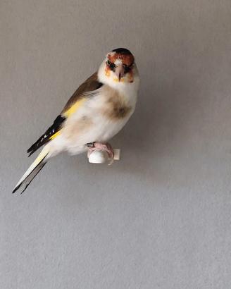 Cardellino pezzato