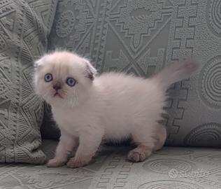 Scottish fold e straght