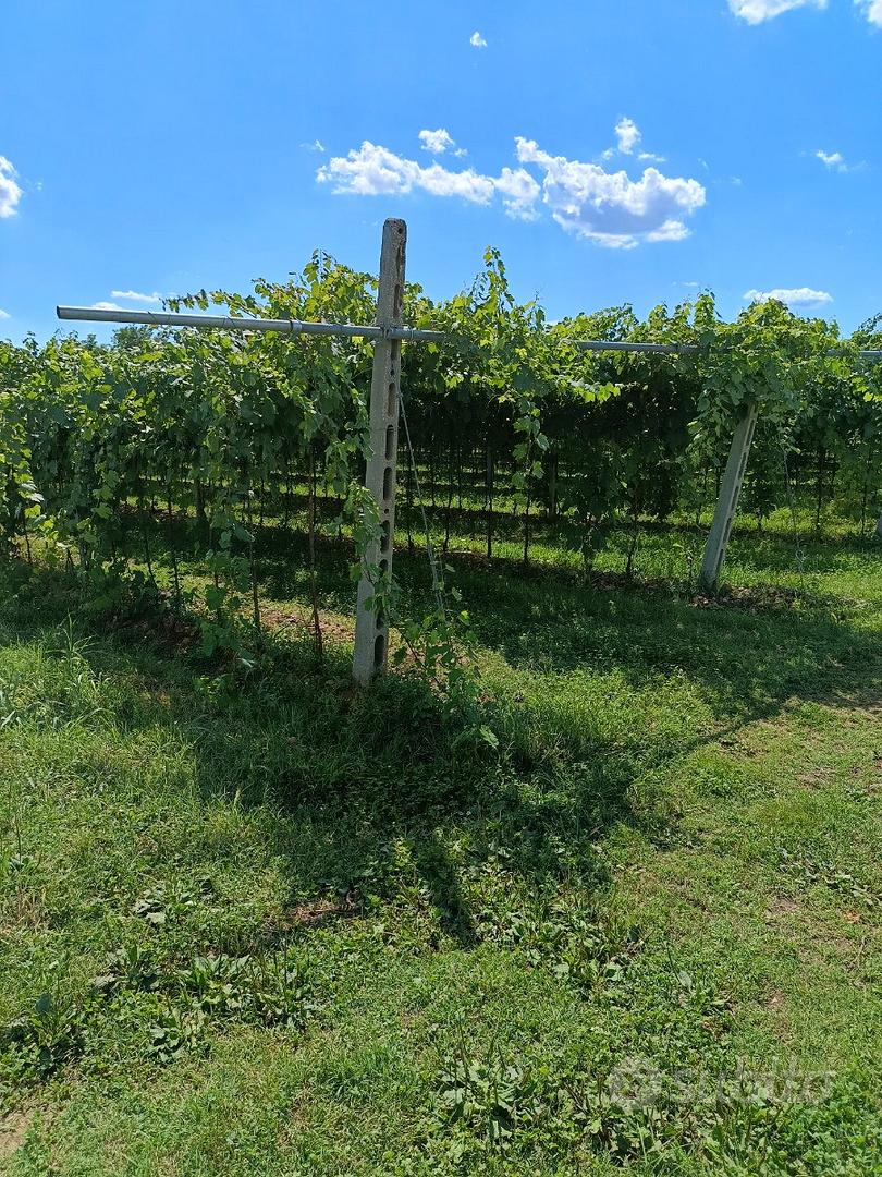 Terreno agricolo con vigneto - Vista 2