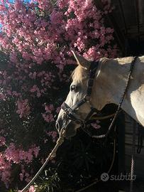 Pony da salto