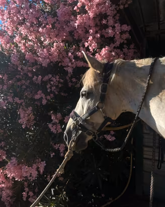 Pony da salto