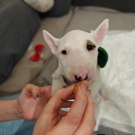 Ciccioli Bull Terrier Inglese Standard