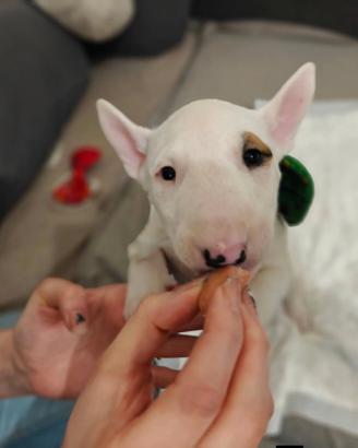 Ciccioli Bull Terrier Inglese Standard