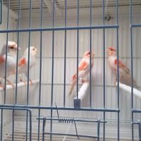 Coppie canarini rosso mosaico