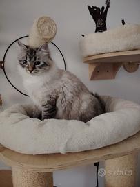 Cat-sitter in casa