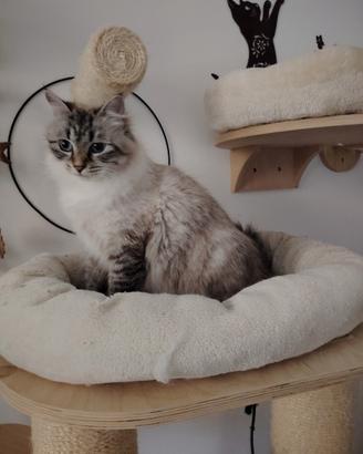 Cat-sitter in casa