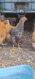 Coppia Gallo/Gallina Olive egger barrato