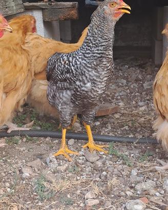 Coppia Gallo/Gallina Olive egger barrato