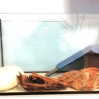 Acquario per tartarughe