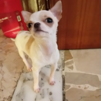 Chihuahua femmina mini originale