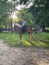 Cavallo