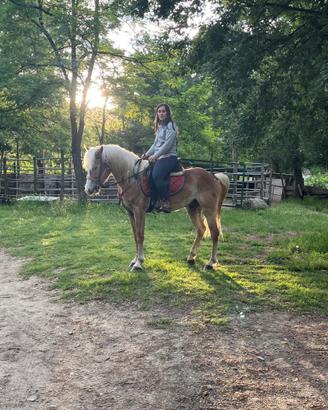 Cavallo
