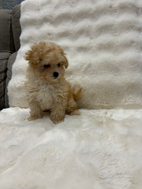 Barboncino albicocca maschio