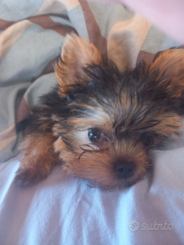 Orsay 3 mesi fatti vaccini e microchip