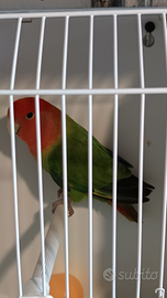 Roseicollis singoli e coppie