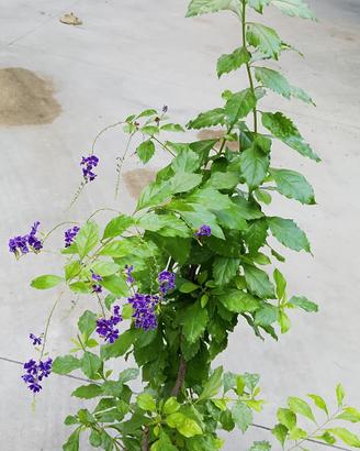 pianta 