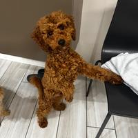 Cucciolo di barboncino toys