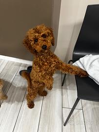 Cucciolo di barboncino nano