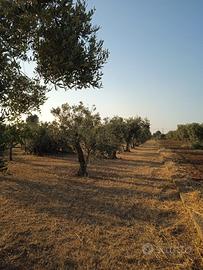 Terreno agricolo Alezio