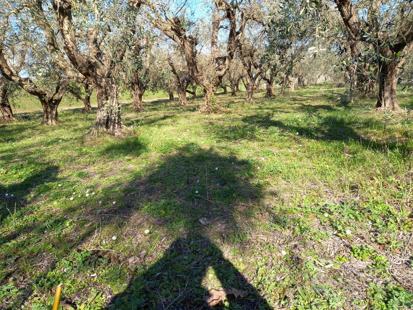Oliveto 44 olivi trentennali - Vista 3
