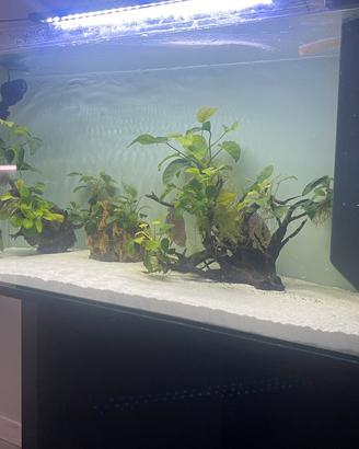 Acquario completo