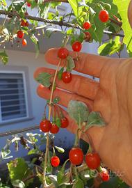 PIANTA DI GOJI – LYCIUM CHINESE – SUPERFRUTTO