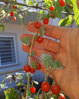 PIANTA DI GOJI – LYCIUM CHINESE – SUPERFRUTTO