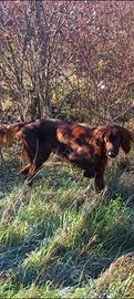 Setter Irlandese maschio pronta caccia