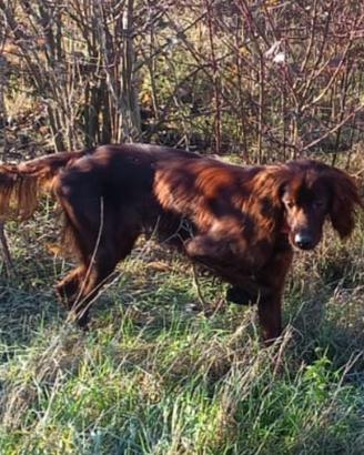 Setter Irlandese maschio pronta caccia