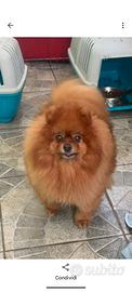 Pomerania 