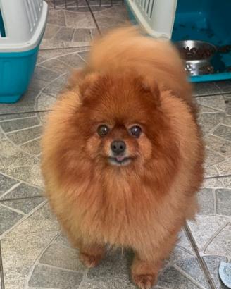 Pomerania 
